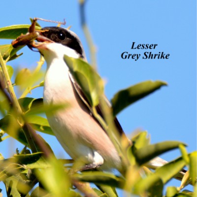 Lesser Grey Shrike